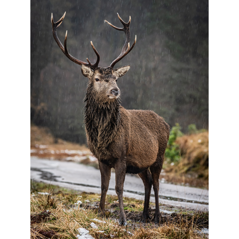 bh90-090_-_the_proud_stag_by_bill_hiskett