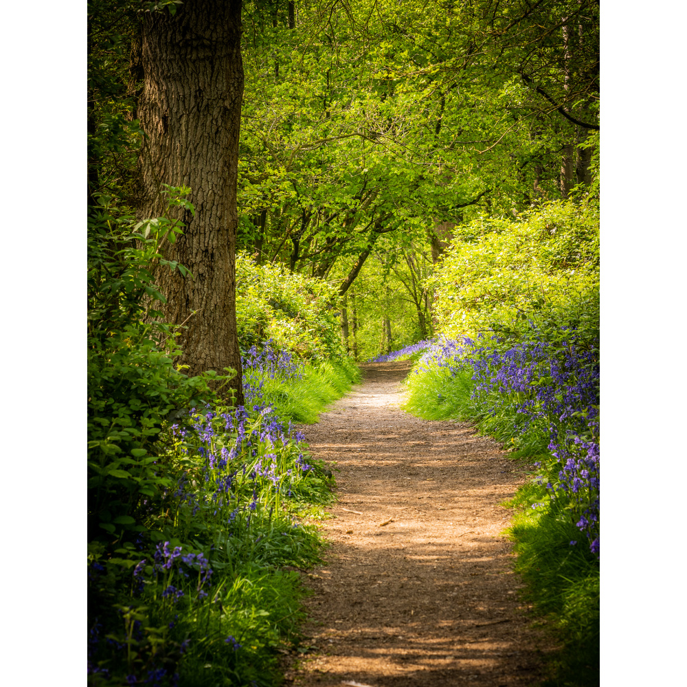 bh90-093_-_hill_house_wood_by_bill_hiskett