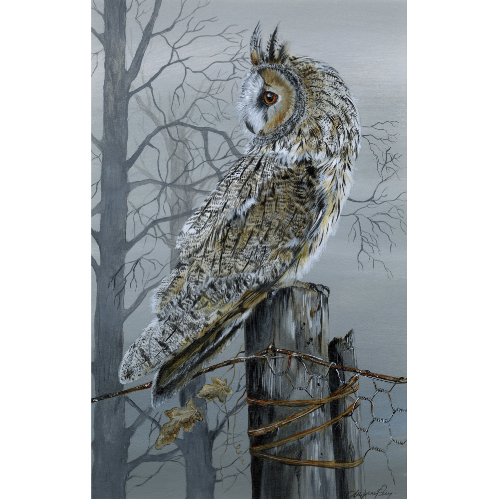 birds-of-prey-long-eared-owl-three-360a