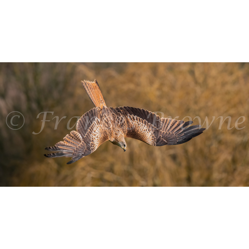 fb57-149-diving_for_dinner_1_of_1