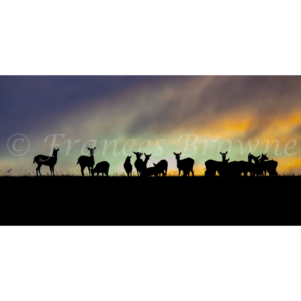 fb57-268_-_suffolk_sunrise_-_deer_silhouette_1_of_1