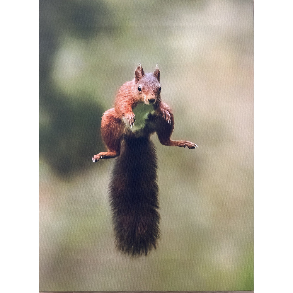 fb57-271-jump_for_joy