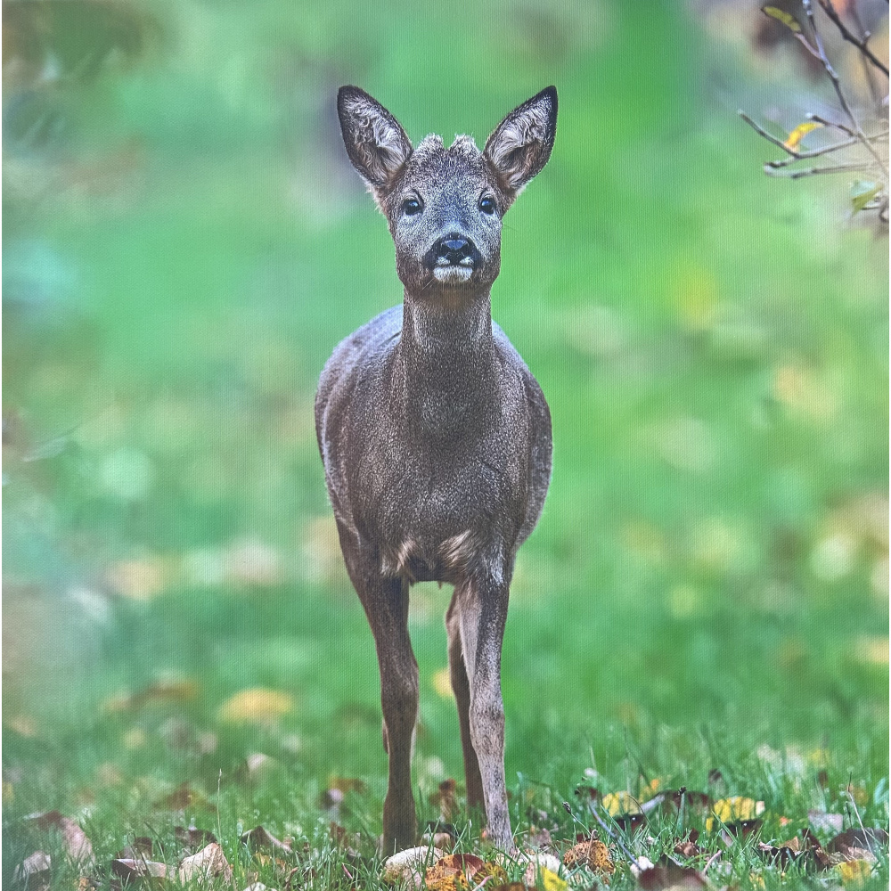 fb57-273-autumn_roe