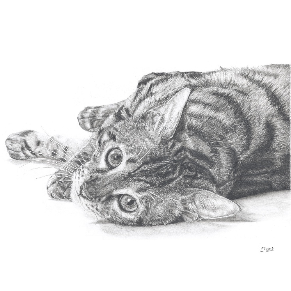 fv32-293_-_curious_cat_853606446