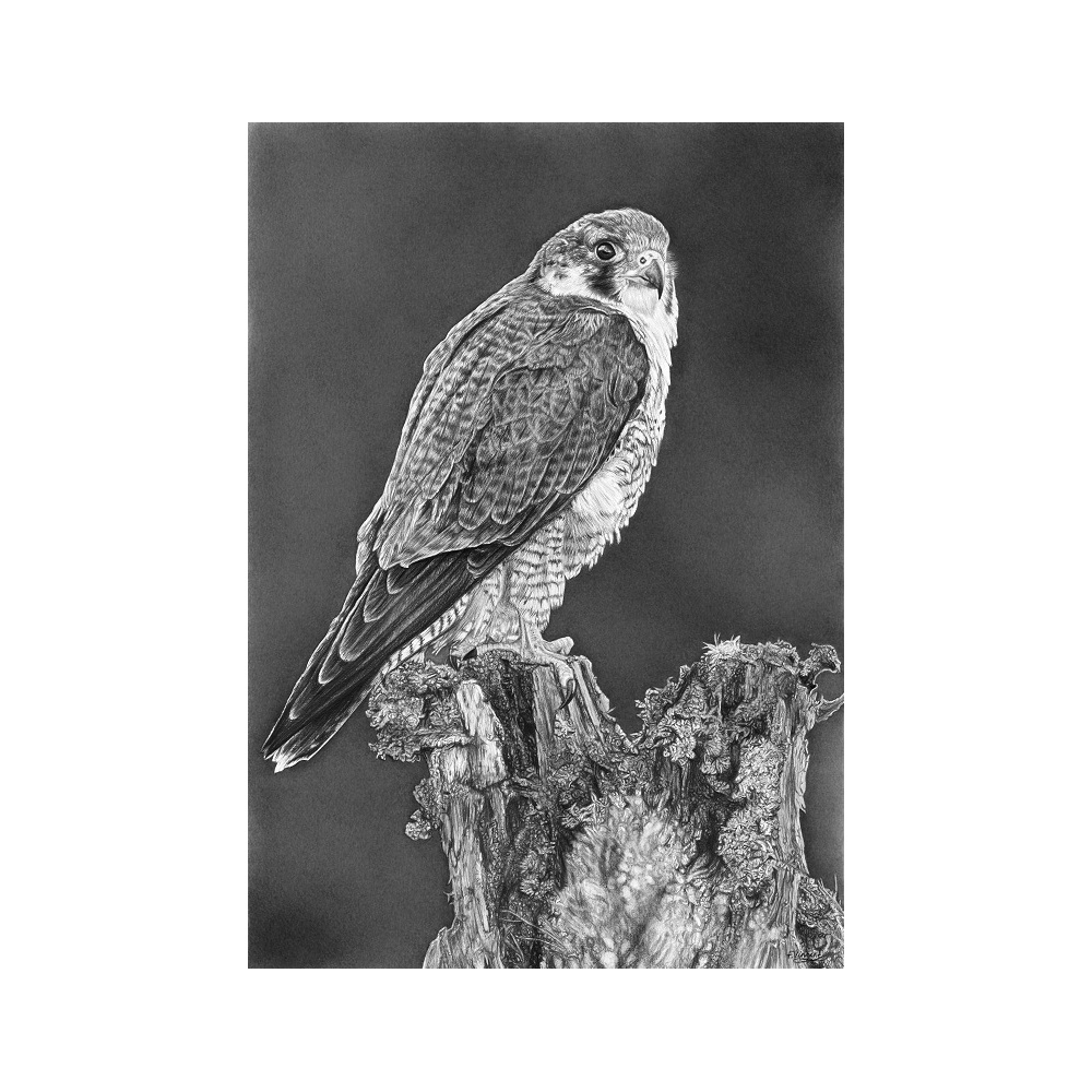 fv32-359_-_peregrine_perch_2069789885