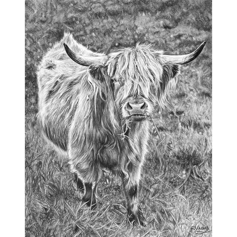 highland_cow__939051579