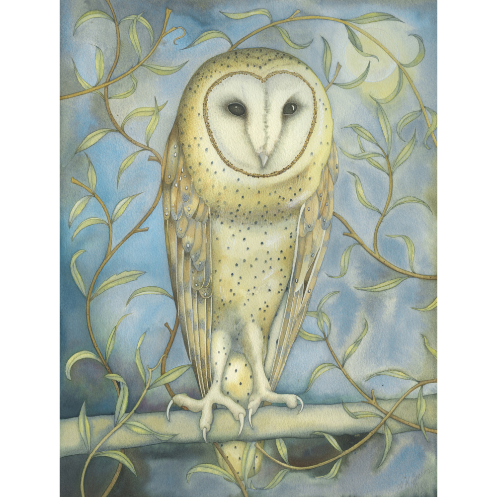 kg29-018_-_barn_owl_among_the_willowe