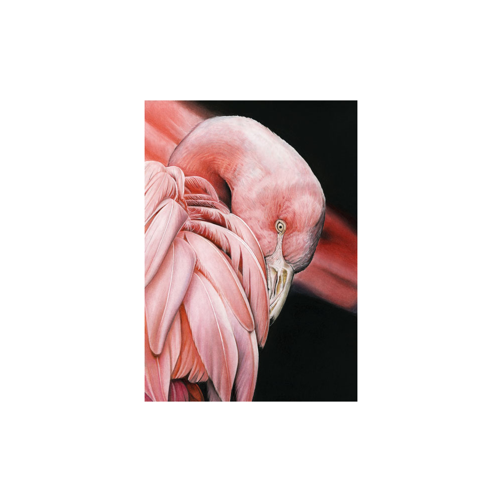 lg28-002_-_flamingo_1973669645