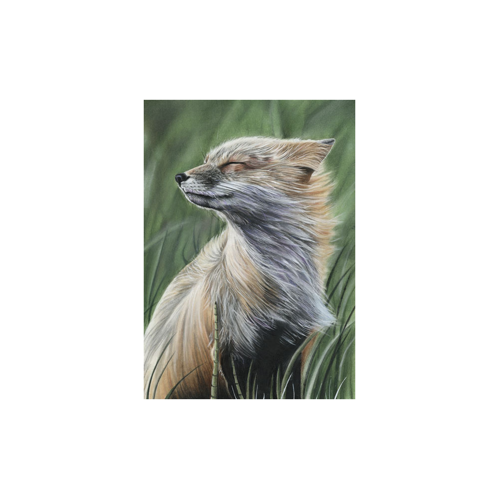 lg28-003_-_windswept_fox_colour_874994078