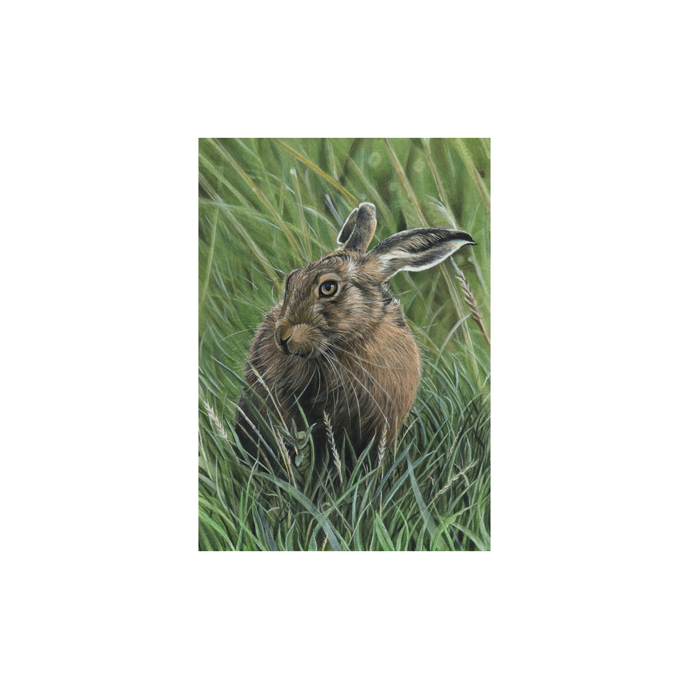 lg28-017_colour-hare-a4