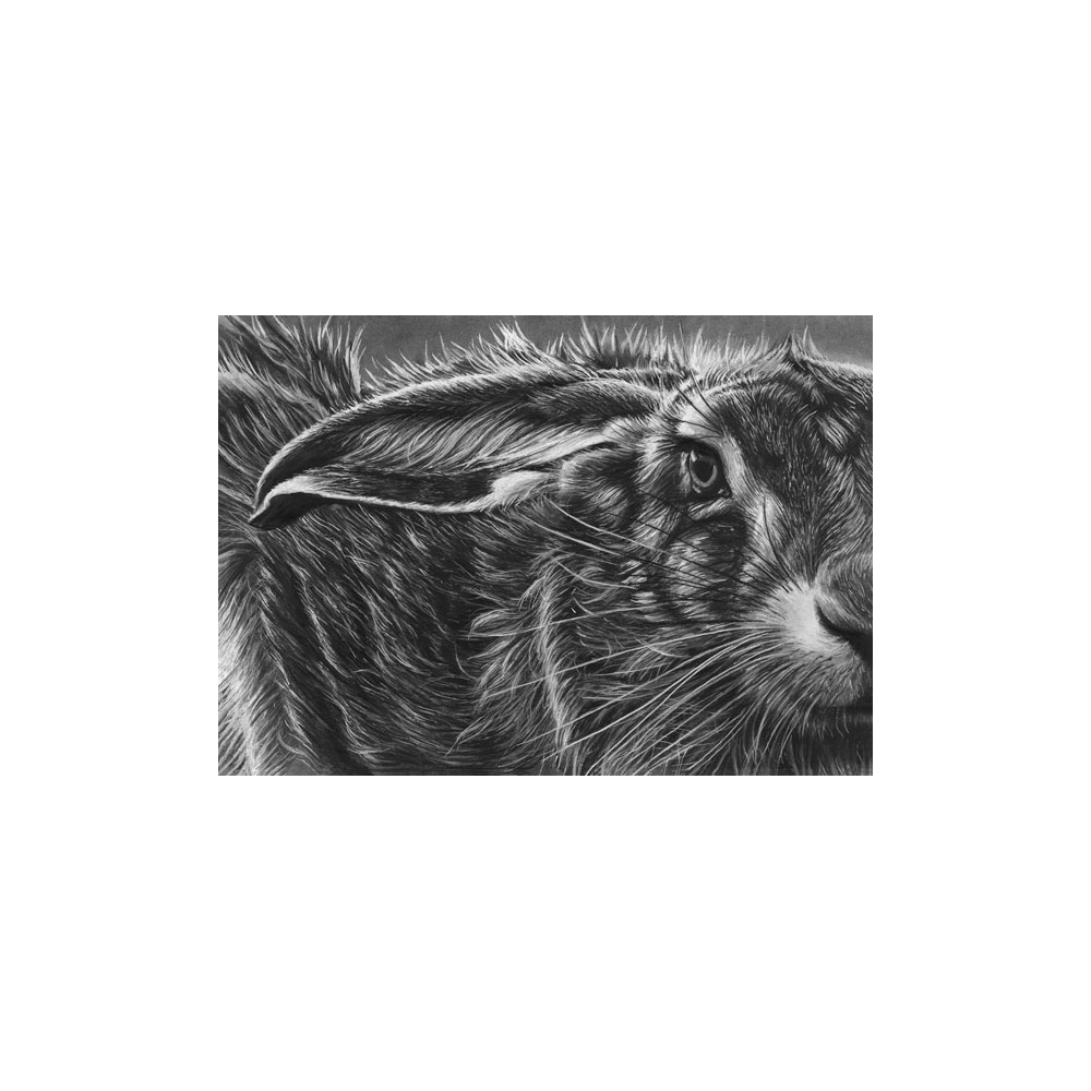 lg28-022_-_hare-close-up