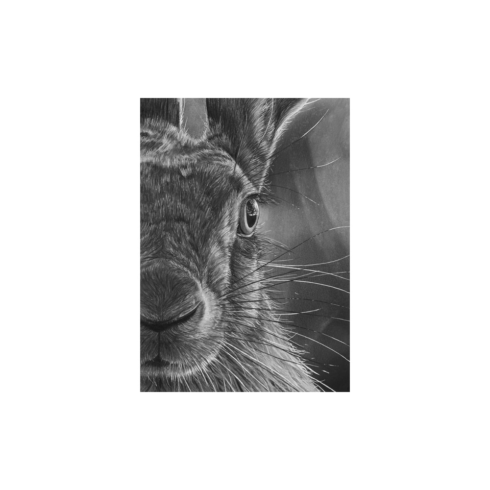lg28-023_-_hare