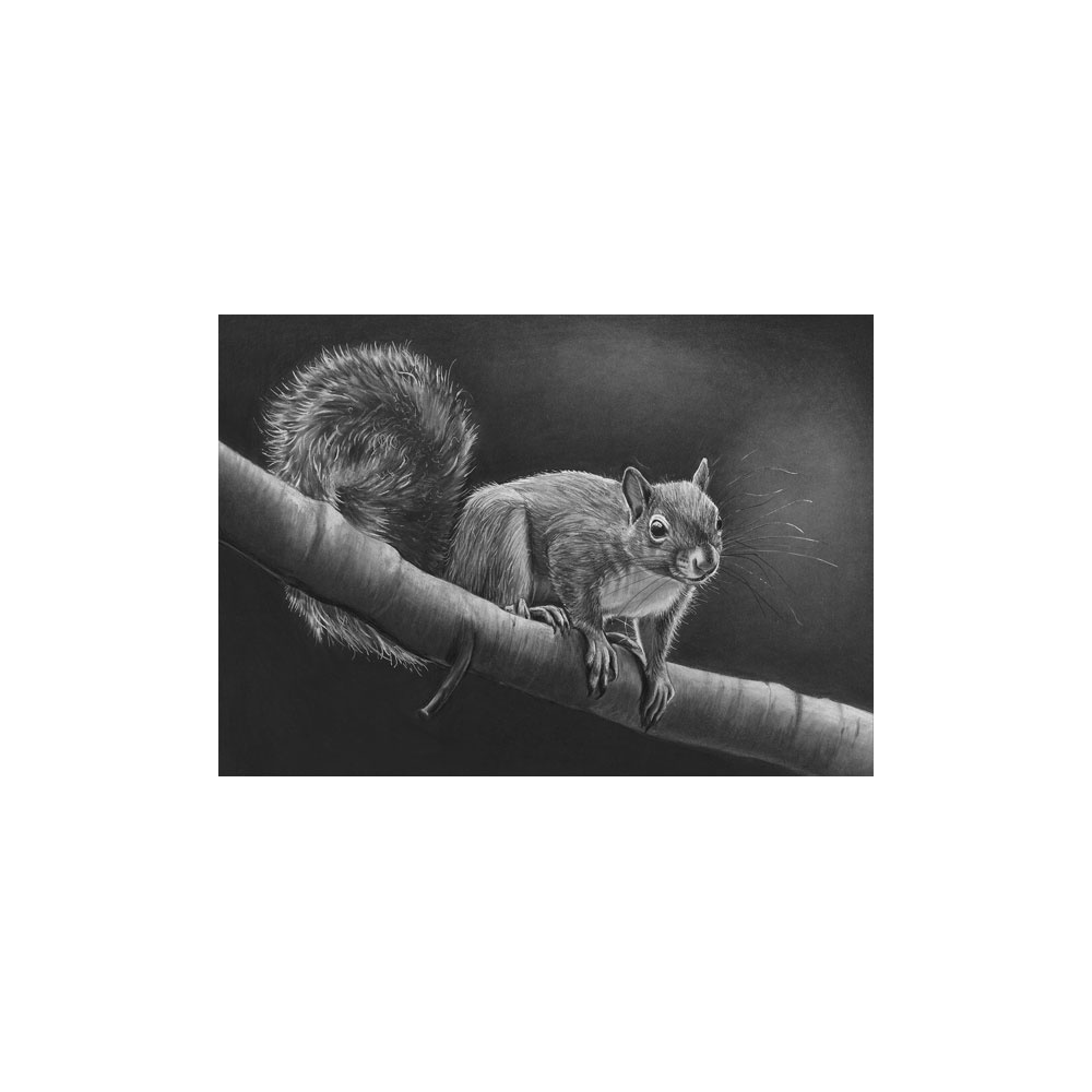 lg28-028_-_squirrel_balancing_on_a_branch