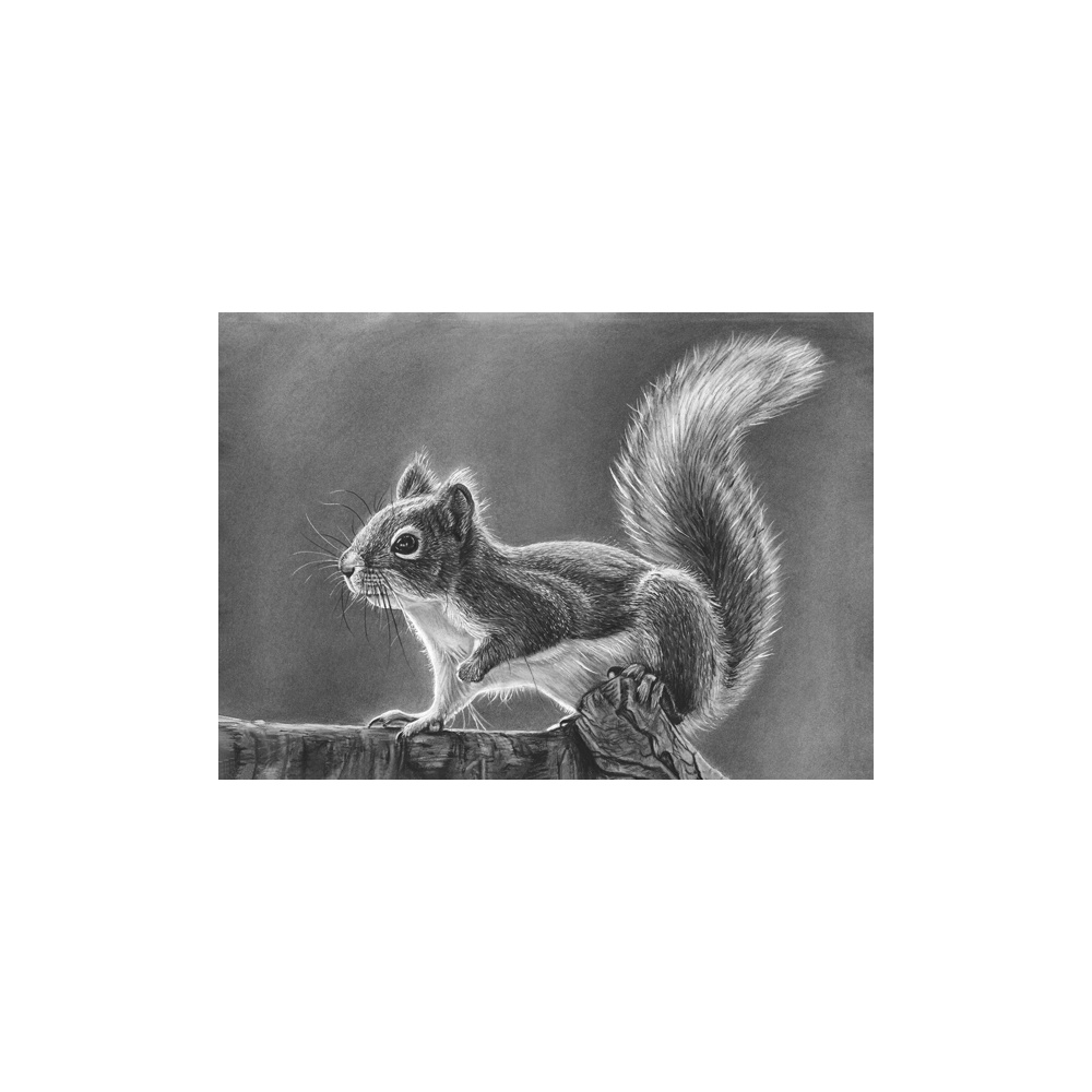 lg28-029_-_squirrel