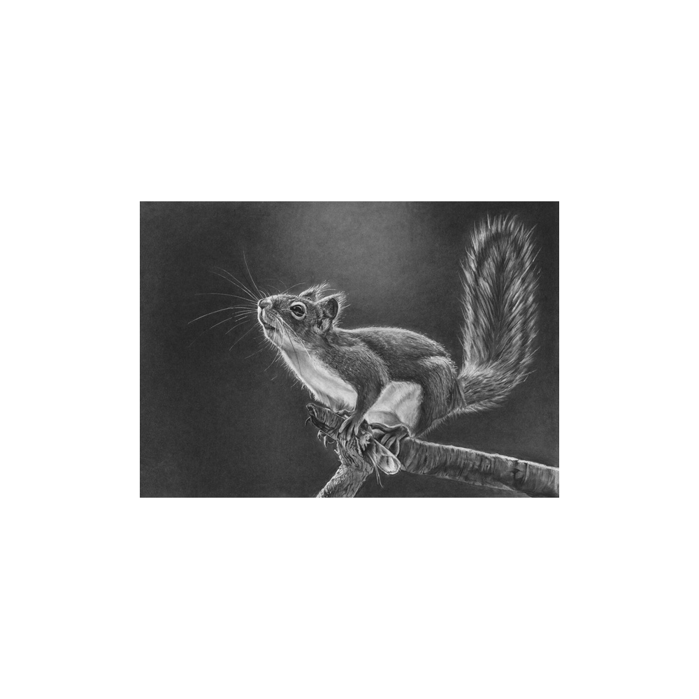 lg28-030_-_squirrel_jumping