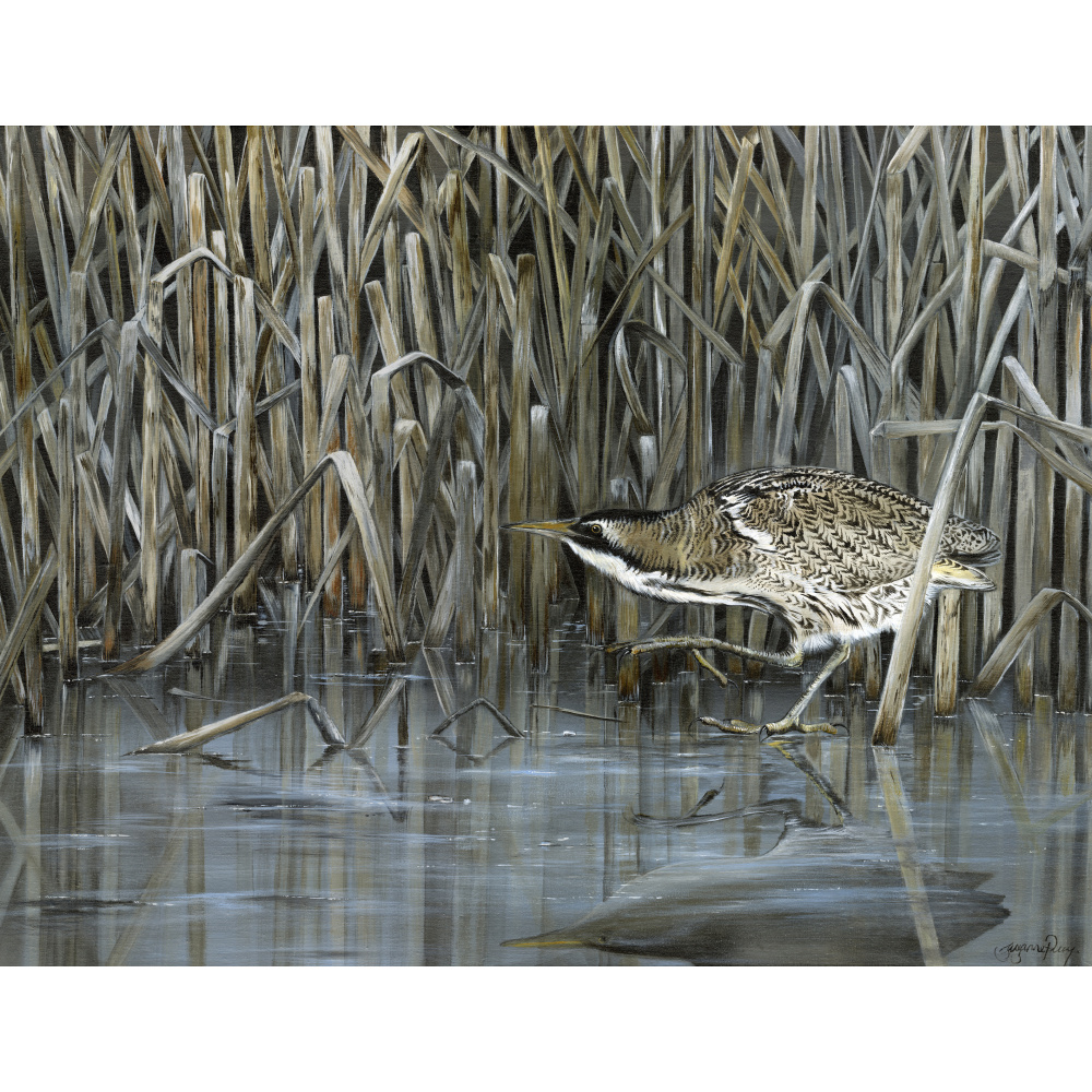 water-and-coastal-bittern-spart-423_copy_2_1975458489