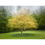 bh90-089_-_tree_in_the_round_by_bill_hiskett
