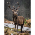 bh90-090_-_the_proud_stag_by_bill_hiskett