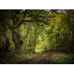 bh90-092_-_orwell_country_park_by_bill_hioskett