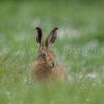 fb57-139_-whisper_in_the_grass