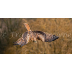 fb57-149-diving_for_dinner_1_of_1
