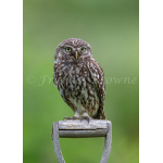 fb57-206-the_garden_helper