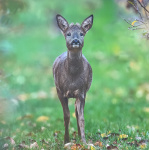 fb57-273-autumn_roe