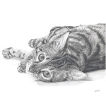 fv32-293_-_curious_cat_853606446