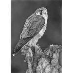 fv32-359_-_peregrine_perch_1215709334