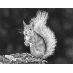 fv32-360_-_nuts_for_that_smile_229434709