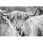 fv32-391_-_hi_highland_1432914709