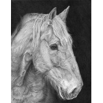 gentle_suffolk_punch
