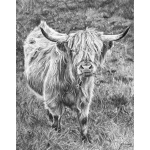 highland_cow__939051579
