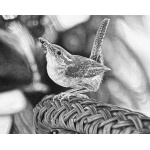 jenny_wren_1712568869