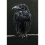 lg28-001_-_raven_colour_1821698075