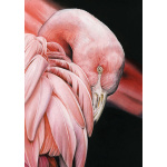 lg28-002_-_flamingo