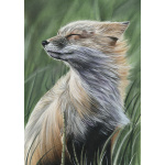 lg28-003_-_windswept_fox_colour_874994078