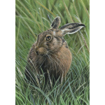 lg28-017_colour-hare-a4_465254663