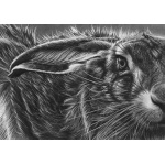 lg28-022_-_hare-close-up