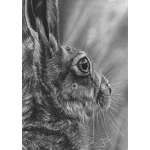 lg28-025_-_hare_side