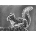 lg28-029_-_squirrel