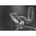 lg28-030_-_squirrel_jumping