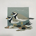 smw93-034-ringed_plover