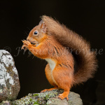 the_nutcracker_1_of_1