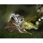 tiger-age-of-innocence-spart-452_copy_1229485163