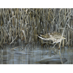 water-and-coastal-bittern-spart-423_copy_2_1975458489