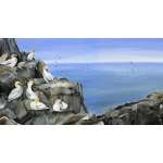 water-and-coastal-glorious-gannets-spart-434