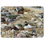 water-and-coastal-ringed-plover-spart-422_placemat_sized_copy_ringed_plover